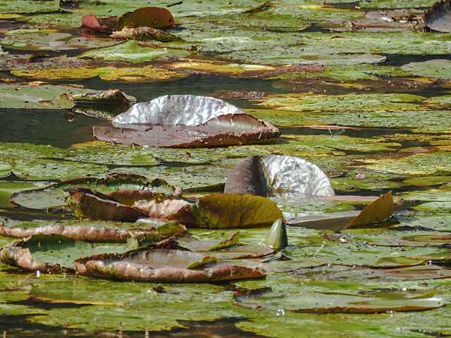 20210729 2167CPw [D~OS] Seerosen, Zoo Osnabrück