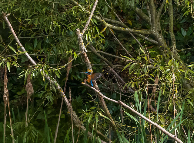 Kingfisher