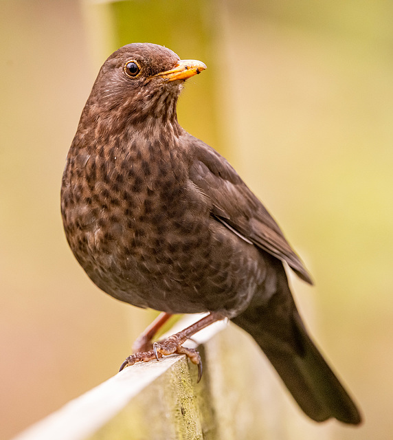 Blackbird