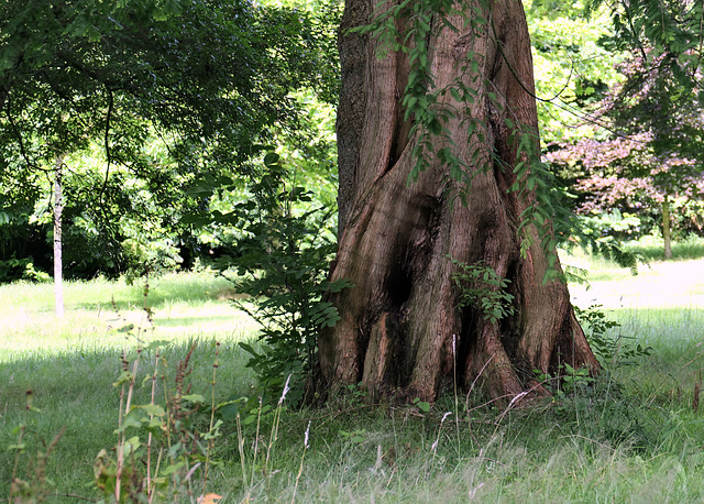 Ein alter Baum   (pip)