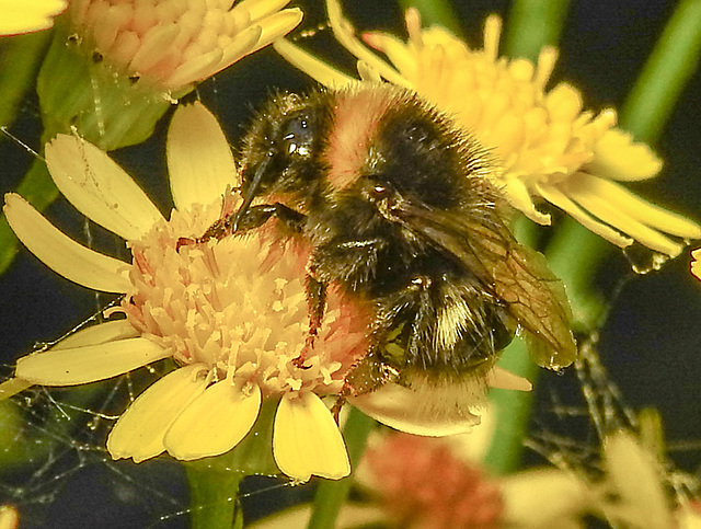 20240715 0495CPw [D~LIP] Jalobs-Greiskraut, Dunkle Erdhummel (Bombus terrestris), BS