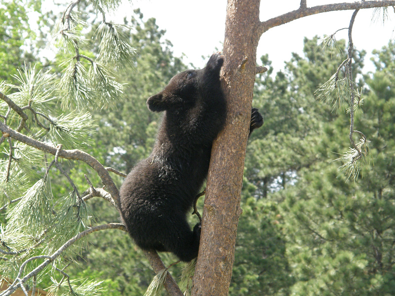 Tree Climbing, Bear Style