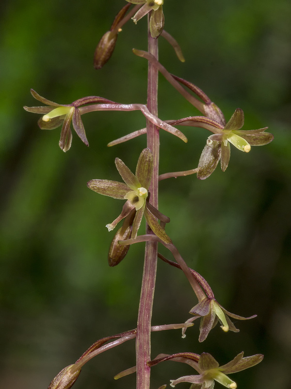 Tipularia discolor (Crane-fly orchid)