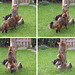 Rags and Snow White playing on stump, 2