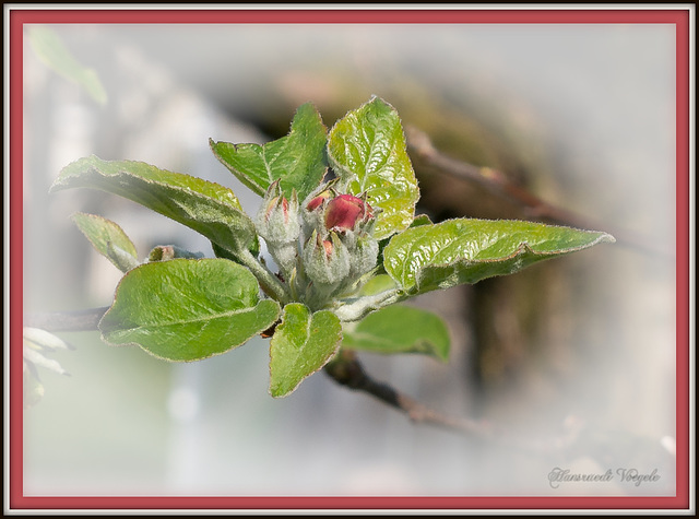 Apfelblüten Knospe