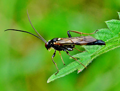 Ichneumon Wasp ??