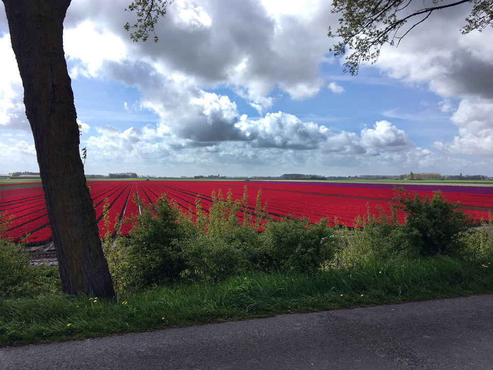 Tulip fields