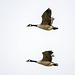 Canada geese