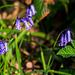 Bluebells