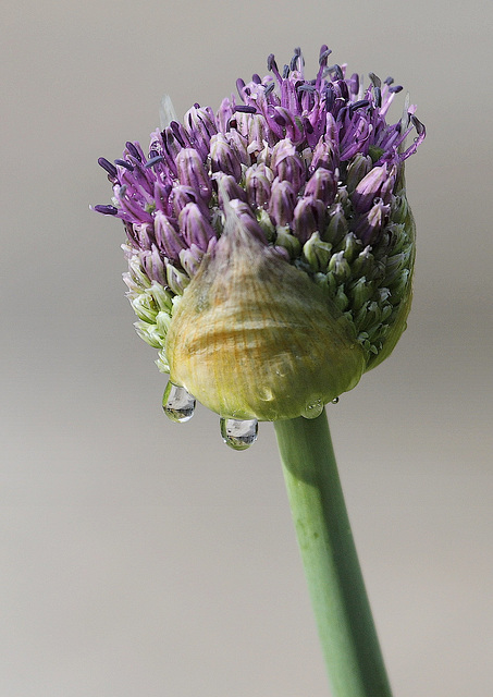 Fleur d'Ail Triste