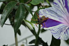 Schwebfliege ...