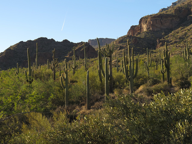 The Greenest Desert In The World