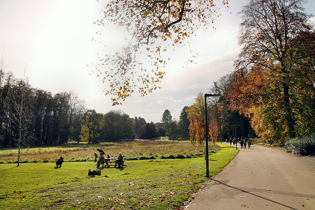 Weg am Wiesenbach (Rombergpark, Dortmund-Brünninghausen) / 8.11.2020