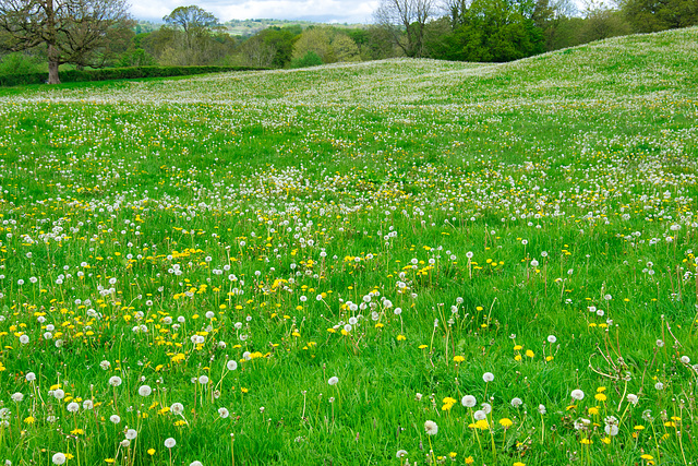 Buttercups and Daisies!