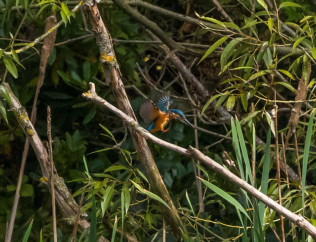 Kingfisher