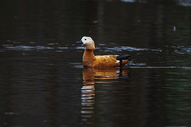 Ruddy shelduck