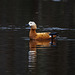 Ruddy shelduck