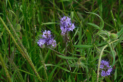 Phacelia tanacetifolia