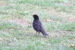 Amsel im Herrngarten