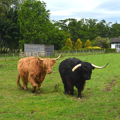 Hairy cows in a fenced enclosure at Inverness