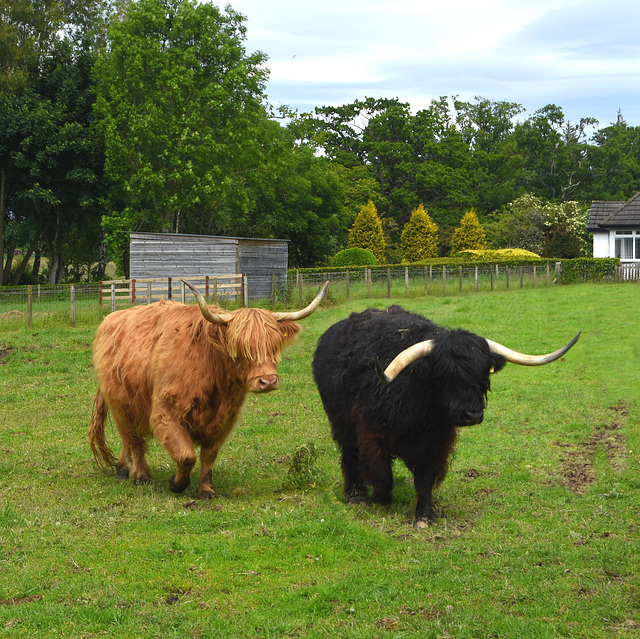 Hairy cows in a fenced enclosure at Inverness Hairy cows in a fenced enclosure at Inverness