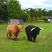 Hairy cows in a fenced enclosure at Inverness