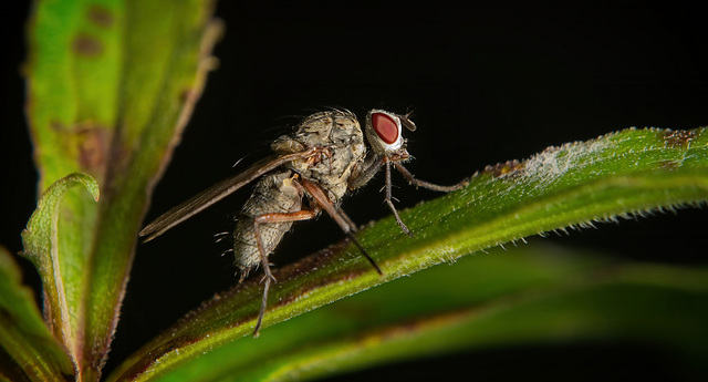 Fliege,wenn ich dich kriege :))  Fly if I get you :))  Vole si je te comprends :))