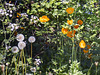 Wildflowers