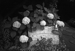 Hydrangea at restaurant Hydrangea at restaurant