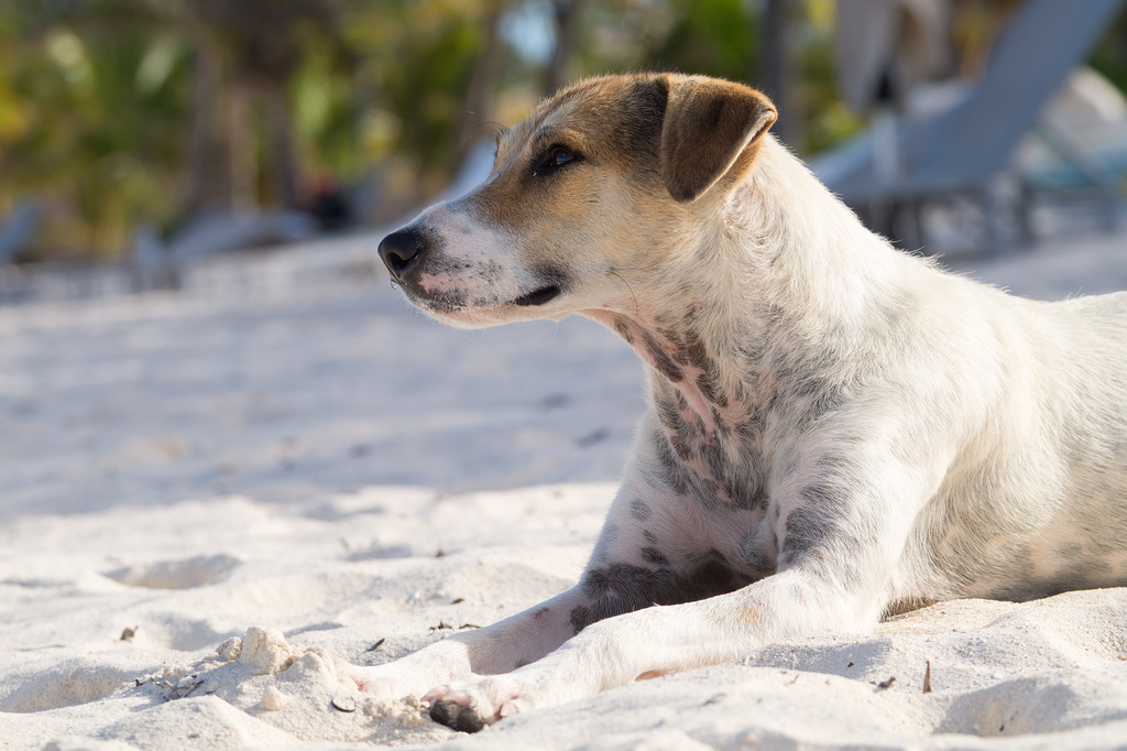 Mauritius Straßenhunde DSC08510
