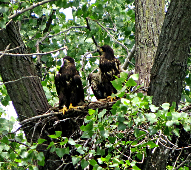 Bald eagle chicks