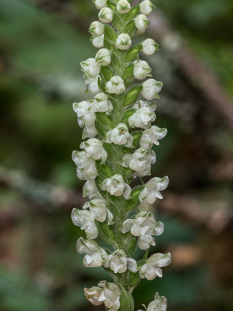 Goodyera pubescens (Downy Rattlesnake Plantain orchid)