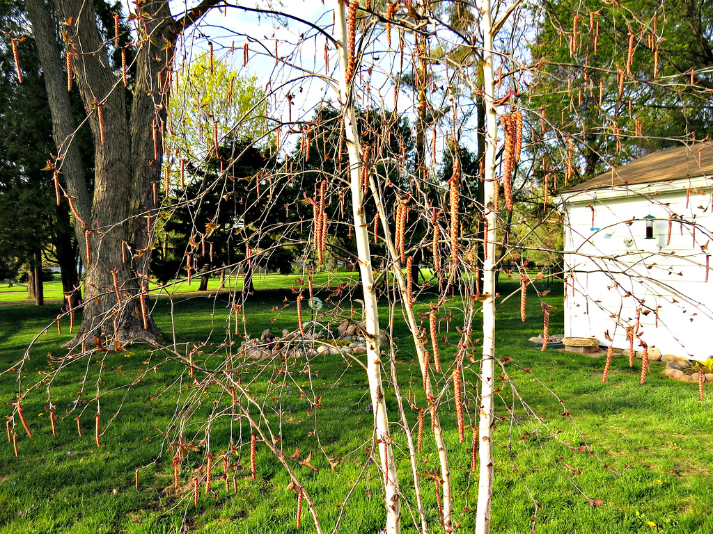 Our birch is waking up /// Unsere Birke ist erwacht.