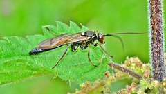 Ichneumon Wasp ??