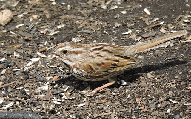 Song Sparrow