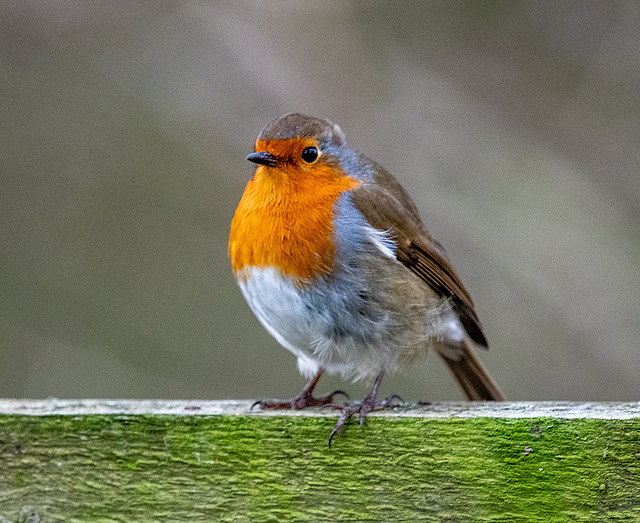 Robin