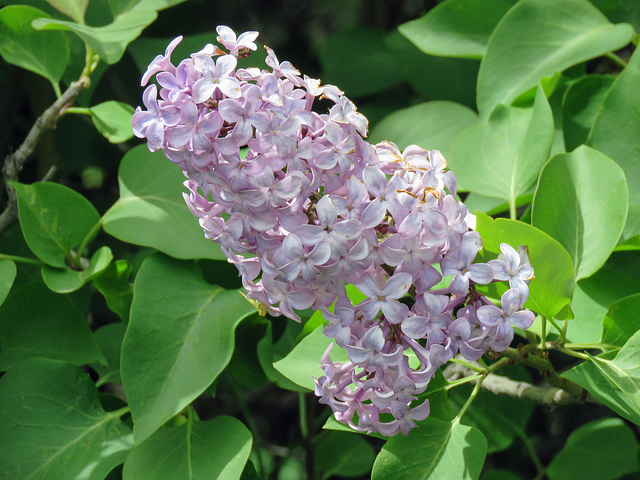 Lilac, growing wild