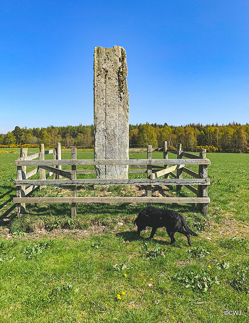 The ancient standing stone on the Altyre estate