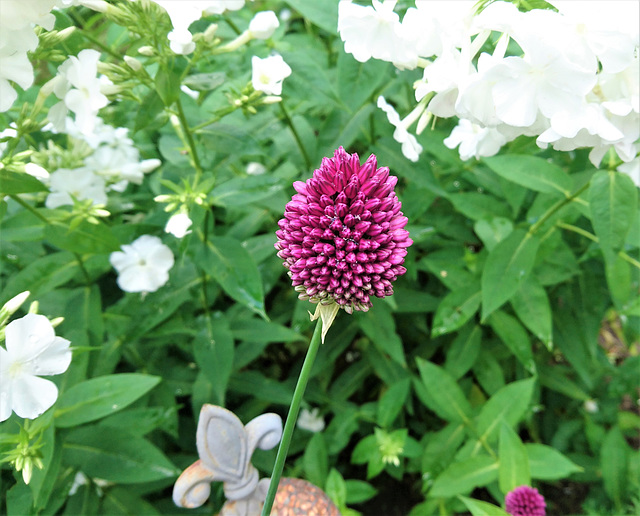 Allium