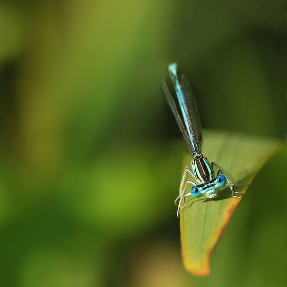 AGRION