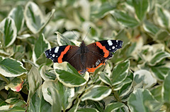 Red Admiral   /   Aug 2020