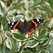 Red Admiral   /   Aug 2020