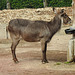 20210729 2136CPw [D~OS] Ellipsenwasserbock, Zoo Osnabrück