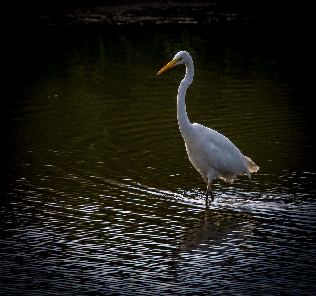 Great white egret