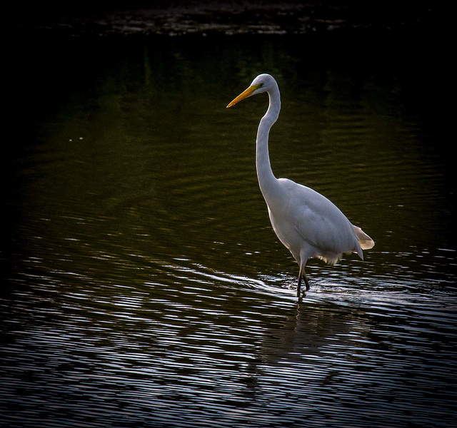 Great white egret