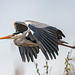 Heron