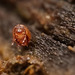 Der Floh(Siphonaptera) und Springschwanz(Collembola)im Gespräch mit dem Tausendfüßer! The flea(Siphonaptera) and springtail(Collembola) talking to the millipede! La puce(Siphonaptera) et le collembole(Collembola) parlent au mille-pattes!