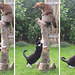 Rags and Snow White playing on stump, 4