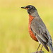 American Robin with food for his babies