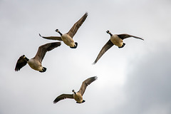 Canada geese